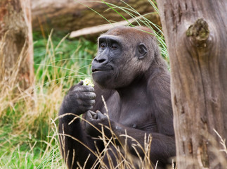 Obraz premium gorilla eating