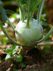 Kohlrabi