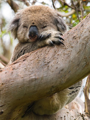 Koala © Parato