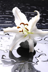 Macro madonna lily and spa stone