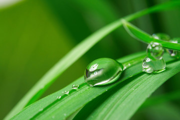 drops with green grass