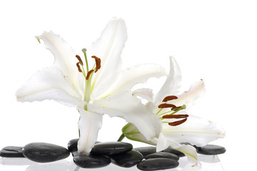 Beautiful Madonna  lily and spa stone