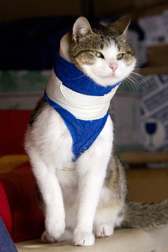 Katze Haustier