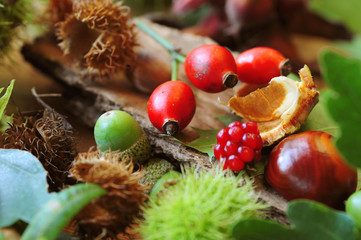 herbstlaub und waldfrüchte
