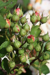 Bunch of rose buds