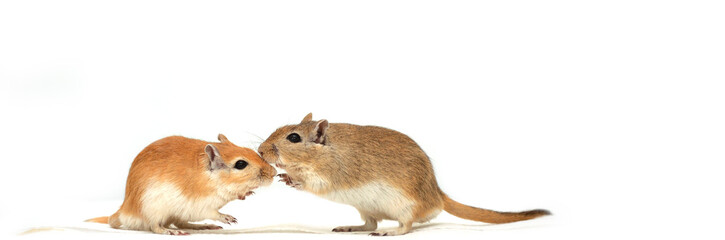 mäuse - mäusefreundschaft
