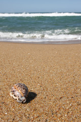 Tiger Cowrie Shell on a Sea landscape - sea, golden beach, the b