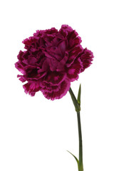 Carnation