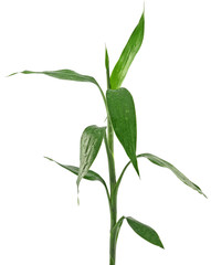 tige de lucky bambou