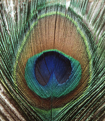 Obraz premium Pfauenfeder