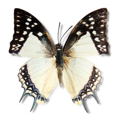 Fototapeta premium Butterfly on the white background, (Polyura narcca), (isolated)