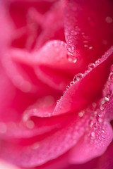 beautiful pink rose with water droplets (shallow focus)