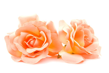 Silk orange roses over white background