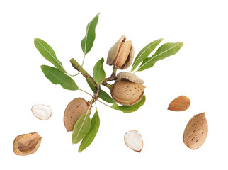Amandes cassées