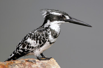 Pied Kingfisher (Ceryle rudis), Maagan Michael Lake, Israel