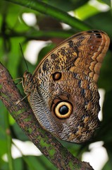 Fototapeta premium Falter