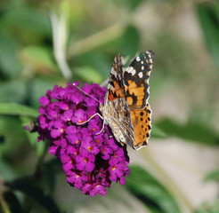 Butterfly on Purple Flower