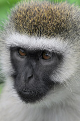 Vervet monkey (Cercopithecus aethiops)