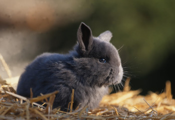 jeune lapin nain bélier bleu de profil dans la paille © CallallooAlexis