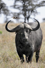 Cape Buffalo (Syncerus caffer) at Masai Mara, Kenya