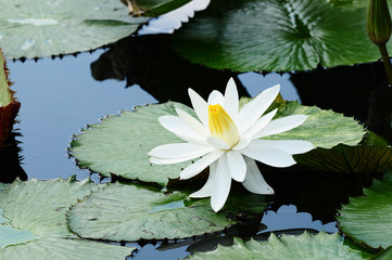 lilie © Natallia Vintsik