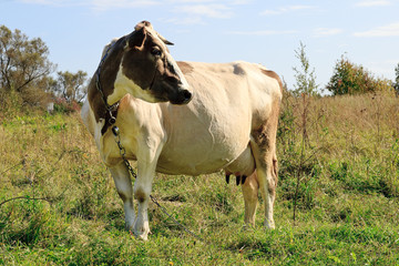 Brown cow in the field