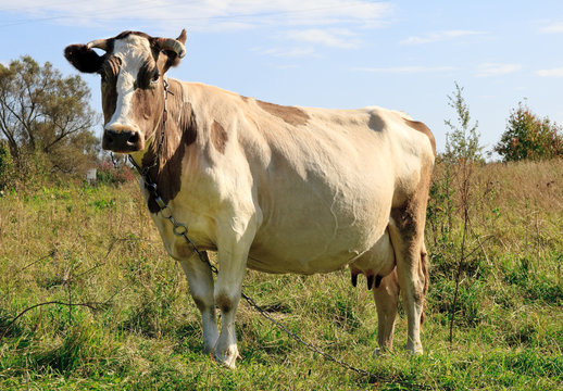 Brown cow in the field