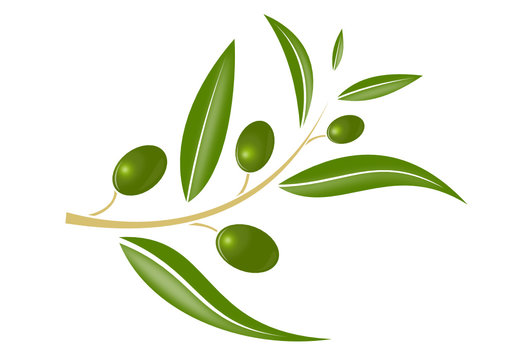 Green olive branch vector drawing