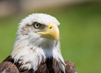 american bald eagle