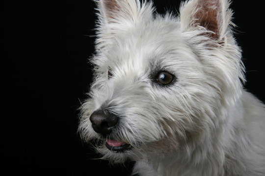 West Highland White Terrier