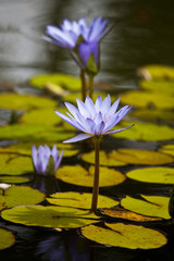 Water lilly in botanic garden on Azores