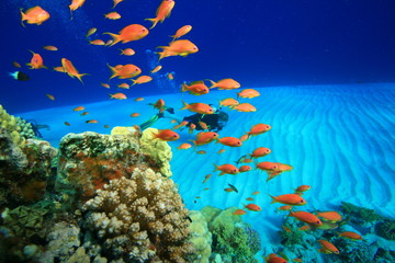 Coral Reef and Scuba Diver