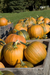 Farm Pumpkins