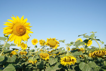 blooming sunflower field on the background of the sky