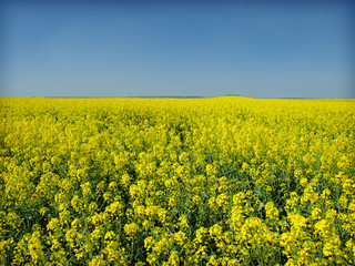 Oilseed Rape