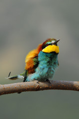 Bee-eater (Merops apiaster), Israel