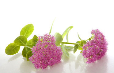 Sedum Spectabile