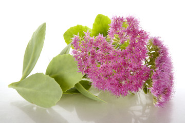 Sedum Spectabile