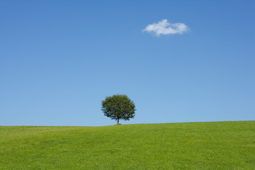 einzelner Baum in der Landschaft