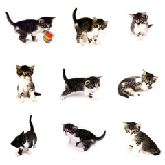 collection of small cats isolated in white background
