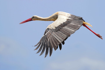 The white stork in fly