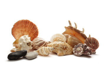 sea shell holiday travel
