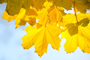 Leaves of a maple