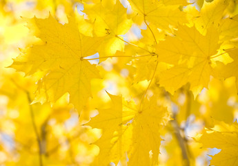 Fototapeta na wymiar Yellow leaves of a maple on a background of the sky