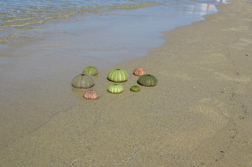 Gusci di ricci di mare sulla riva