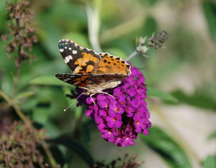 Butterfly on Purple Flower, Hungary