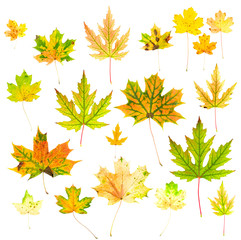 Fototapeta premium Autumn Maple Leaves Collection