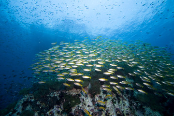 Fototapeta na wymiar School of fish over a reef