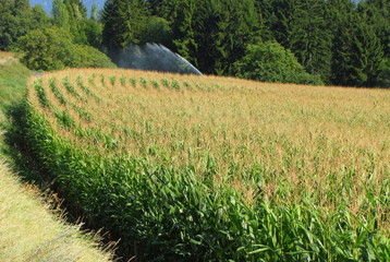 L'arrosage du champs de maïs.