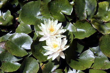 Water lily